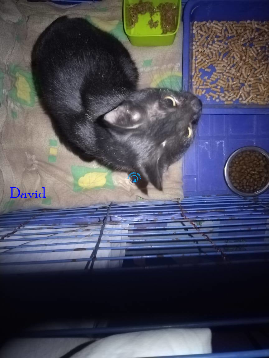 Irina/Katzen/David/David01.jpg