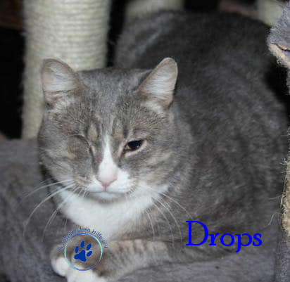Irina/Katzen/Drops/Drops11mN.jpg