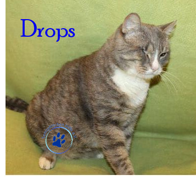 Irina/Katzen/Drops/Drops13mN.jpg