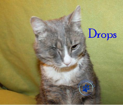 Irina/Katzen/Drops/Drops14mN.jpg