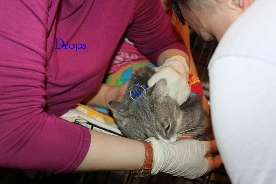 Irina/Katzen/Drops/Drops15mN.jpg