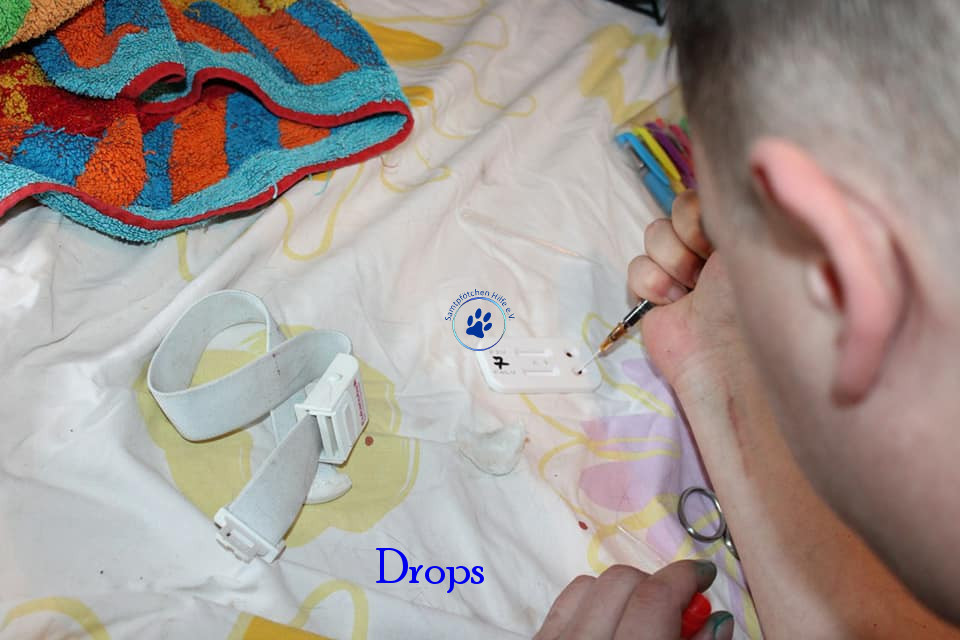 Irina/Katzen/Drops/Drops16mN.jpg