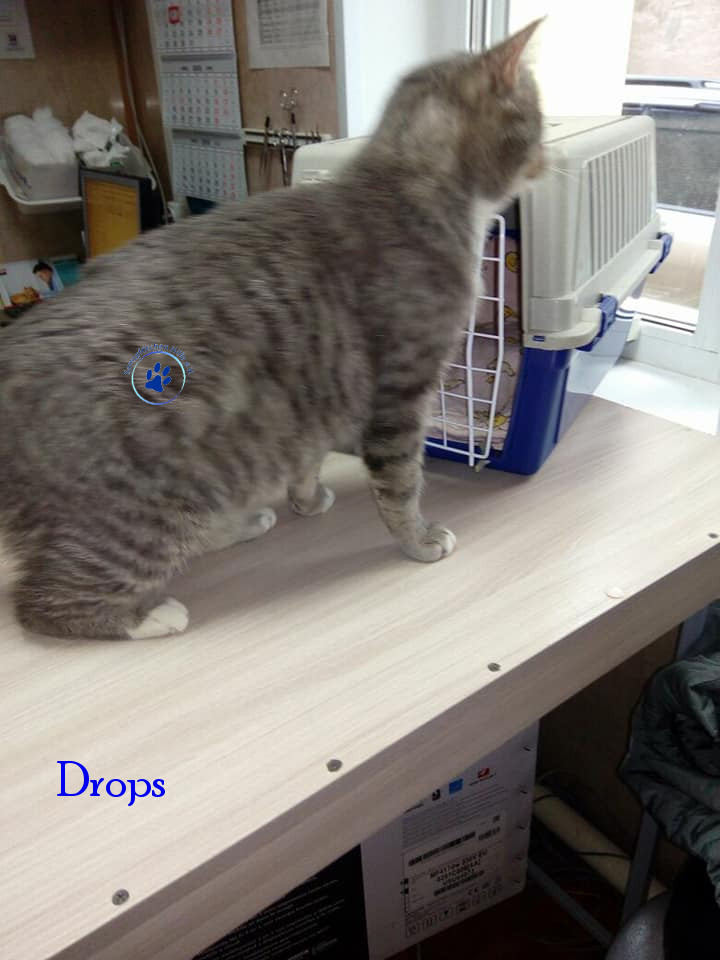 Irina/Katzen/Drops/Drops17mN.jpg