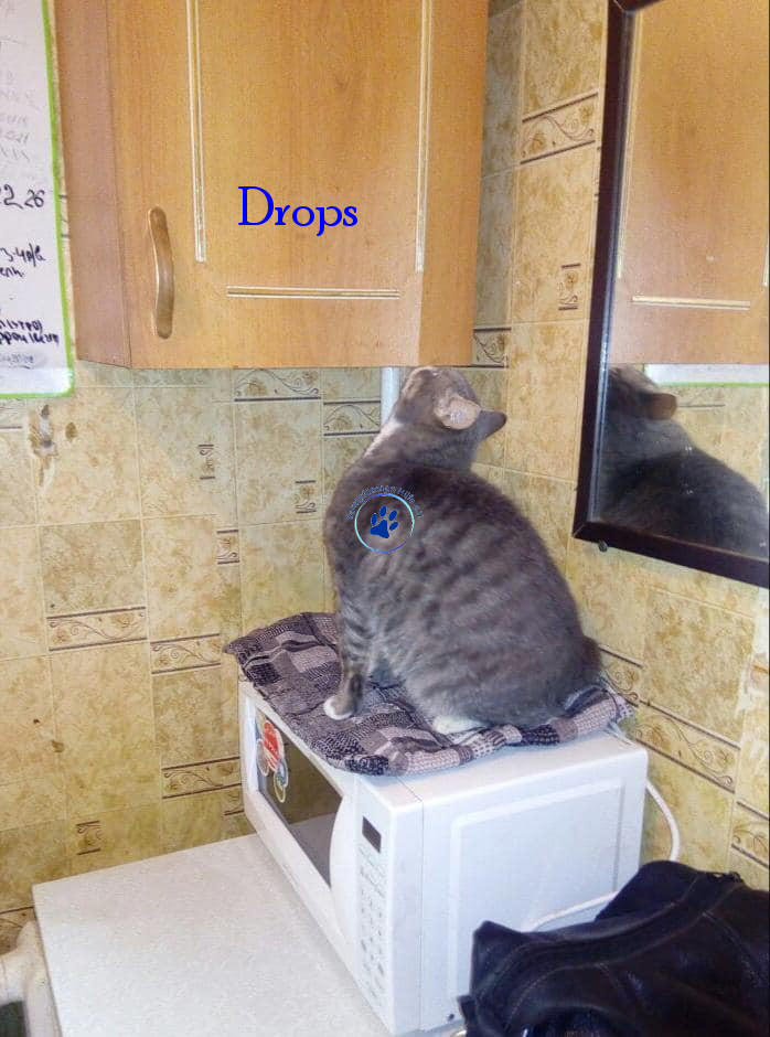 Irina/Katzen/Drops/Drops19mN.jpg