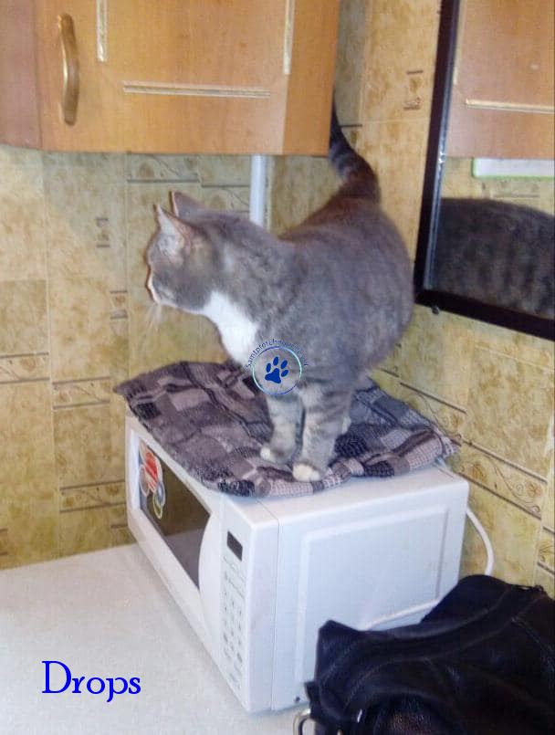 Irina/Katzen/Drops/Drops20mN.jpg