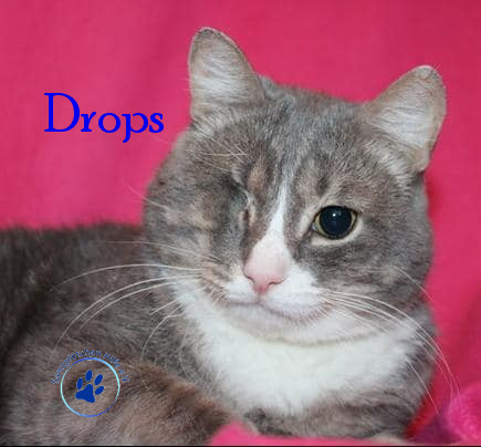 Irina/Katzen/Drops/Drops21mN.jpg