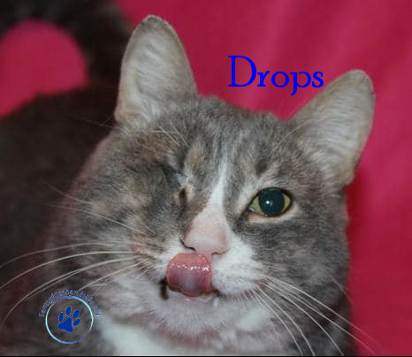 Irina/Katzen/Drops/Drops22mN.jpg