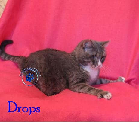 Irina/Katzen/Drops/Drops23mN.jpg