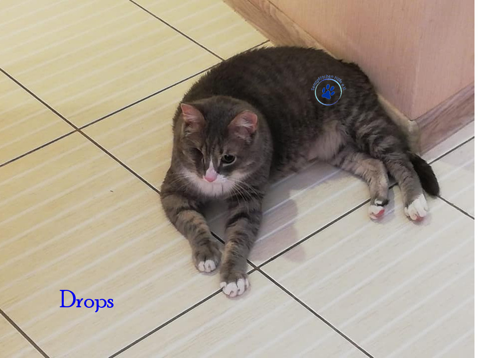 Irina/Katzen/Drops/Drops24mN.jpg