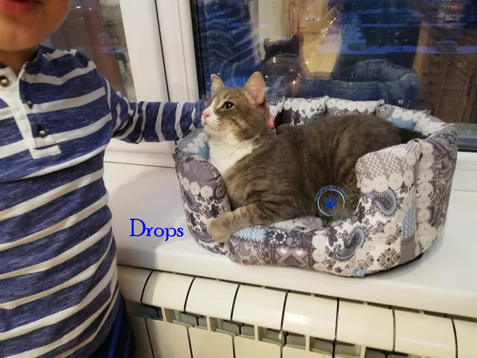 Irina/Katzen/Drops/Drops26mN.jpg