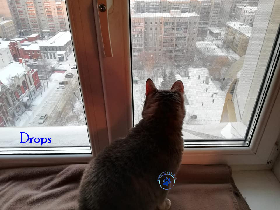 Irina/Katzen/Drops/Drops27mN.jpg
