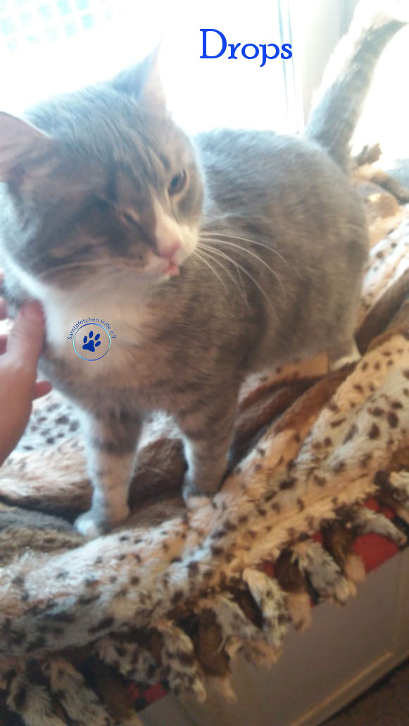 Irina/Katzen/Drops/Drops28mN.jpg