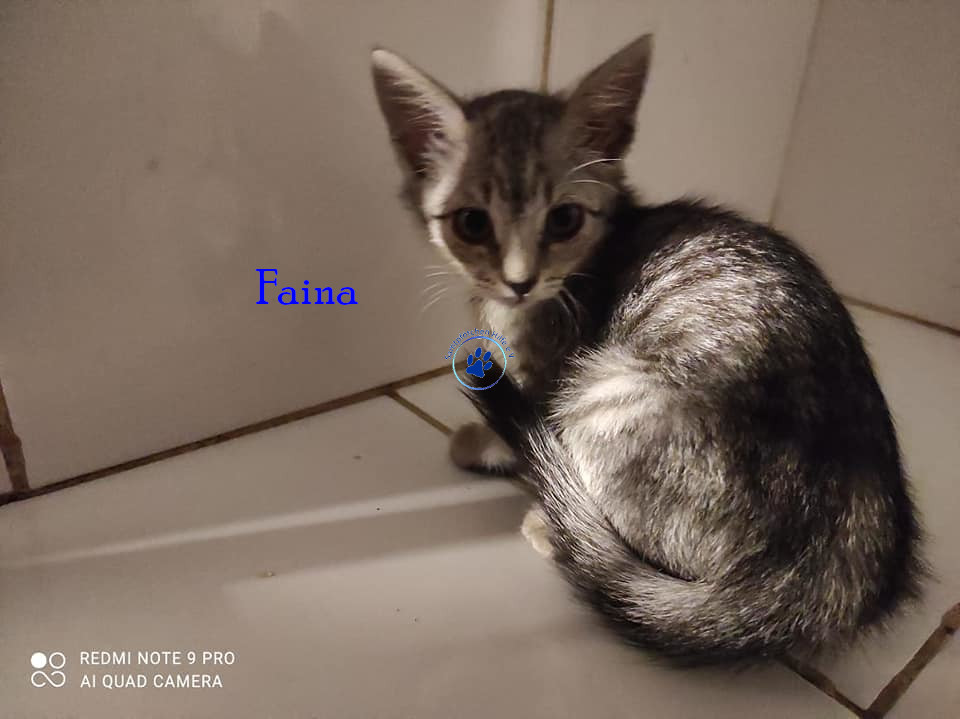 Faima