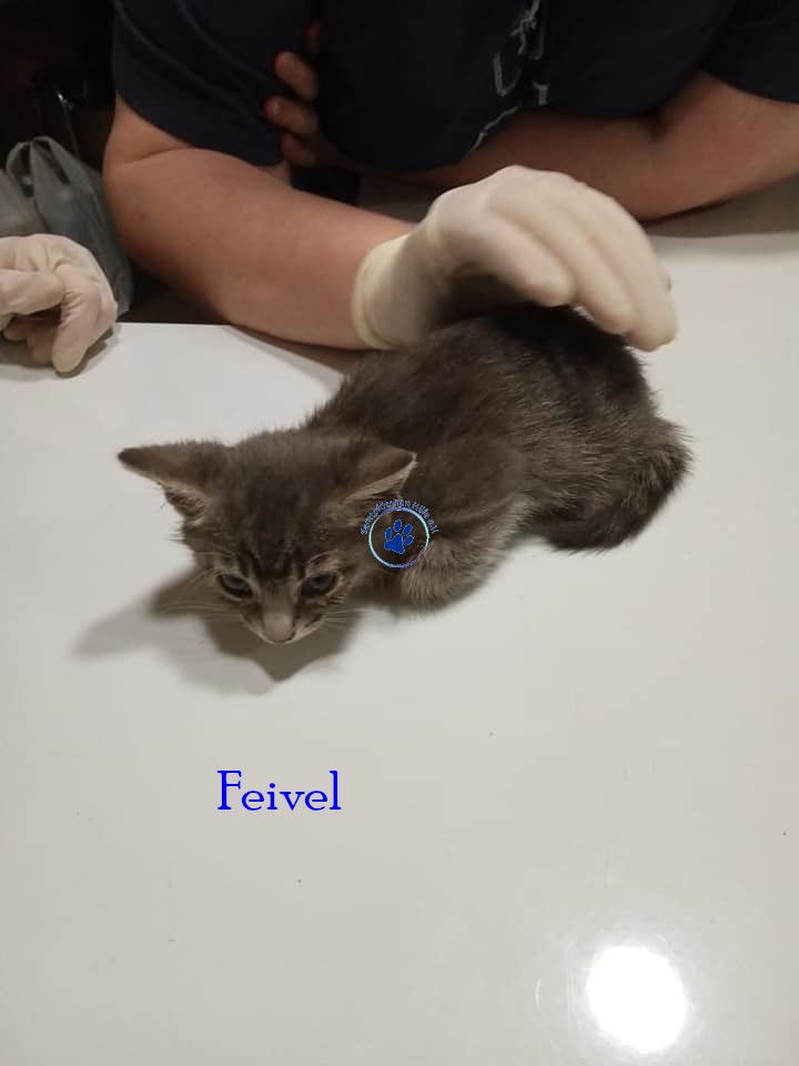 Feivel
