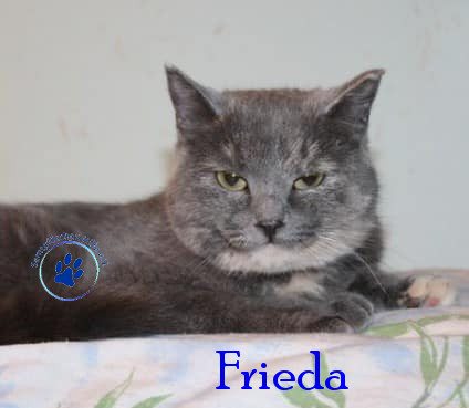 Frieda Frieda