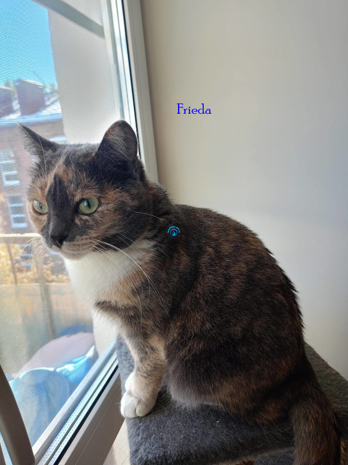 Frieda