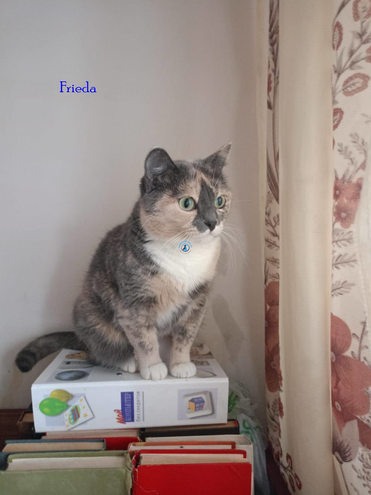 Irina/Katzen/FriedaII/Frieda204.jpg