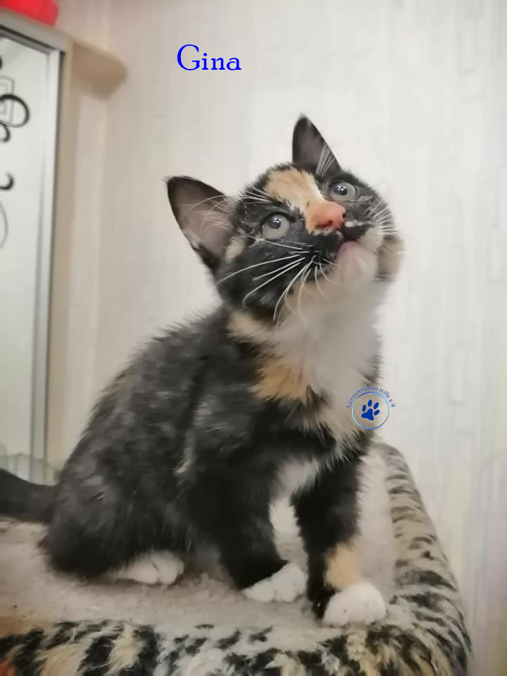 Gina Gina
