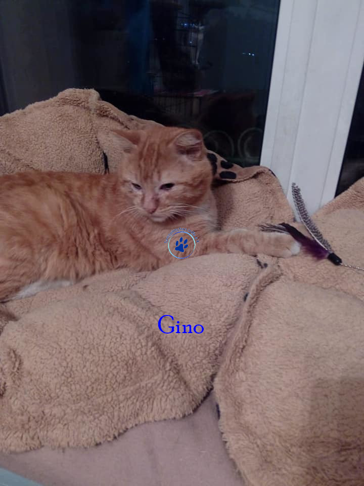Gino Gino