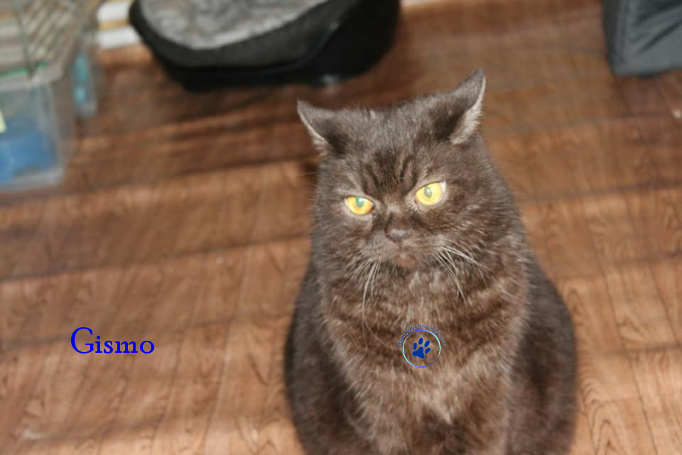 Irina/Katzen/Gismo/Gismo13mN.jpg