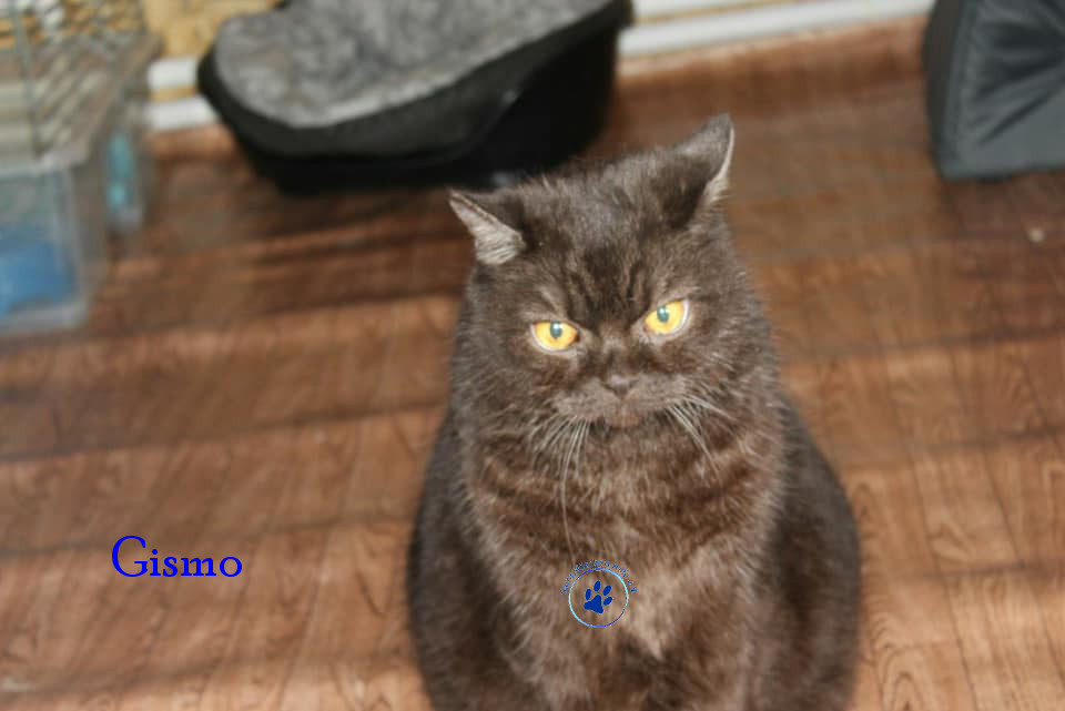 Irina/Katzen/Gismo/Gismo14mN.jpg