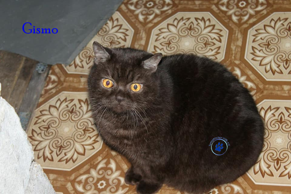 Irina/Katzen/Gismo/Gismo15mN.jpg