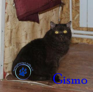 Irina/Katzen/Gismo/Gismo16mN.jpg
