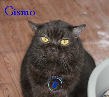 Irina/Katzen/Gismo/Gismo18mN.jpg