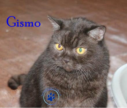Irina/Katzen/Gismo/Gismo19mN.jpg