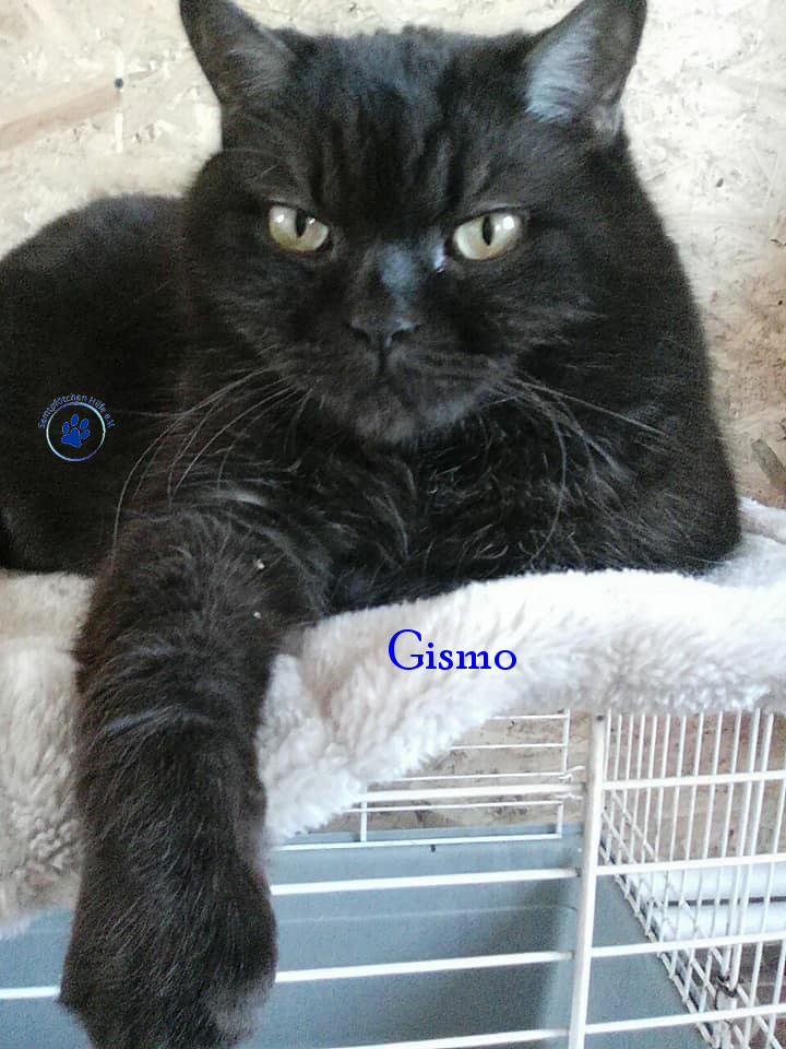 Irina/Katzen/Gismo/Gismo20mN.jpg