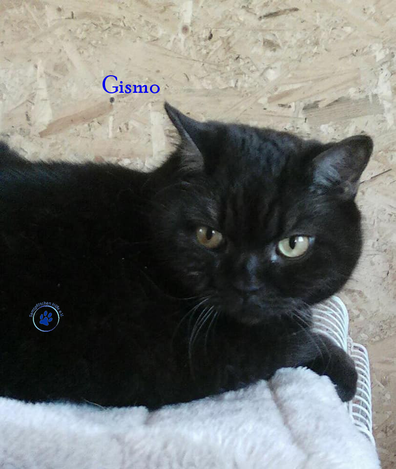Irina/Katzen/Gismo/Gismo21mN.jpg