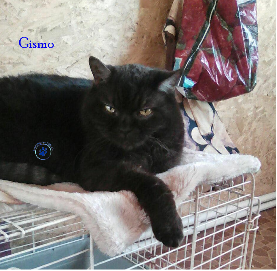 Irina/Katzen/Gismo/Gismo22mN.jpg