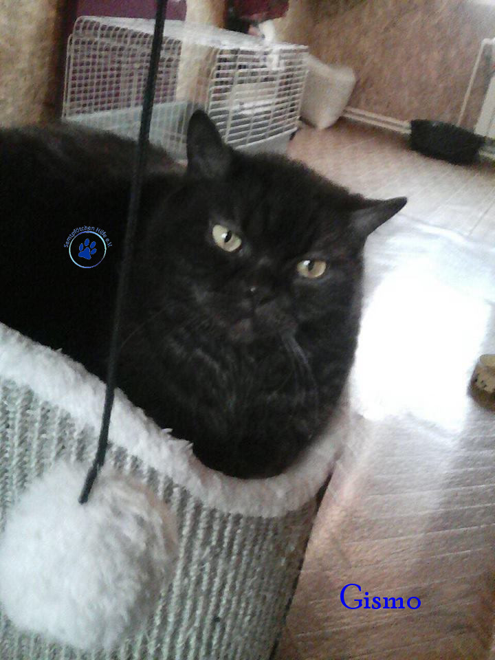 Irina/Katzen/Gismo/Gismo23mN.jpg