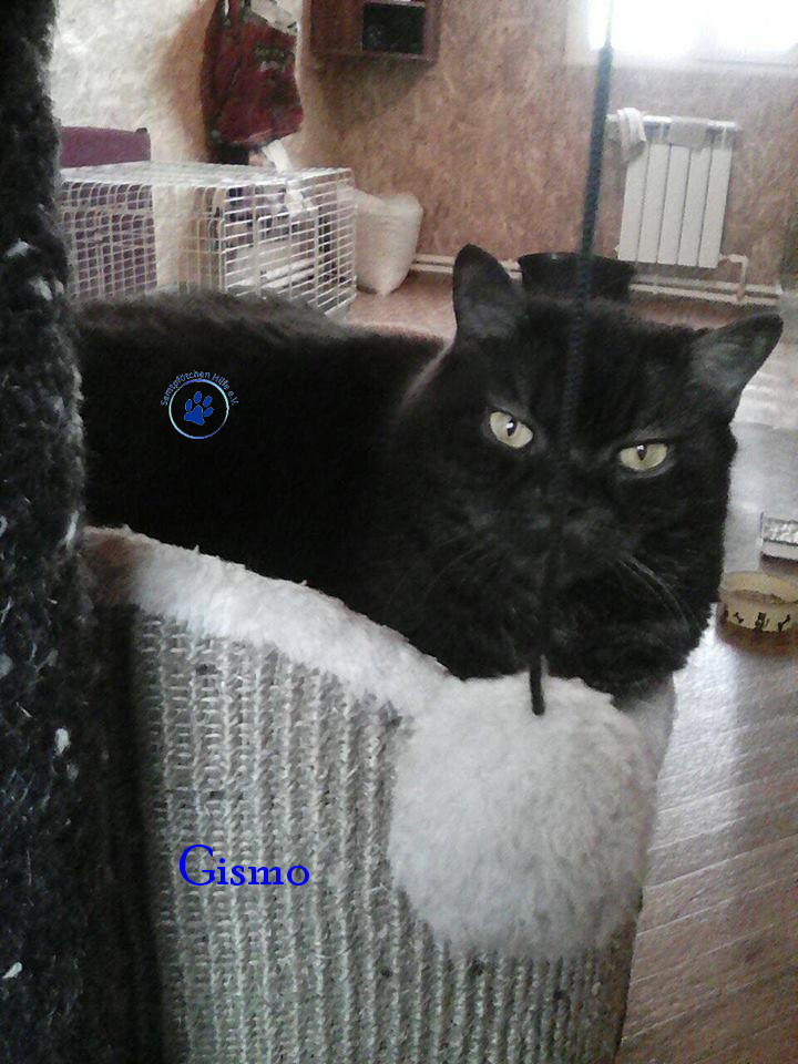 Irina/Katzen/Gismo/Gismo24mN.jpg