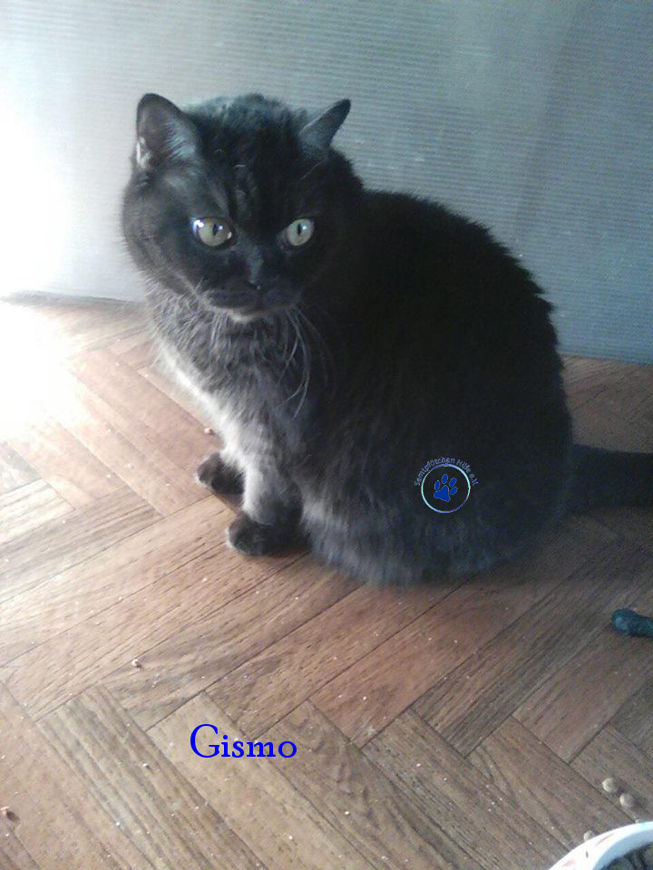 Irina/Katzen/Gismo/Gismo25mN.jpg