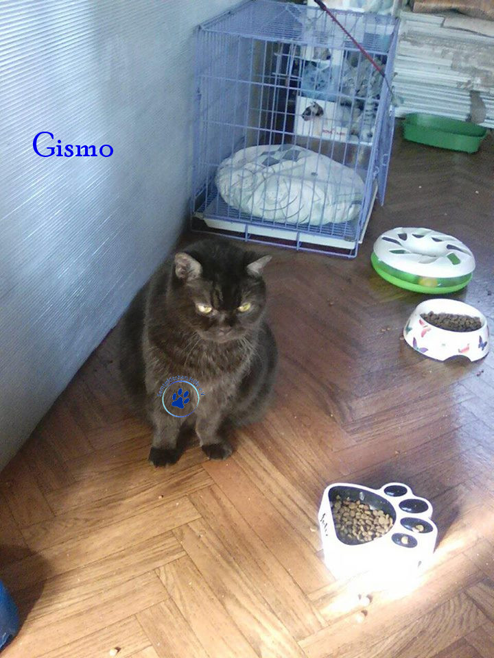 Irina/Katzen/Gismo/Gismo26mN.jpg