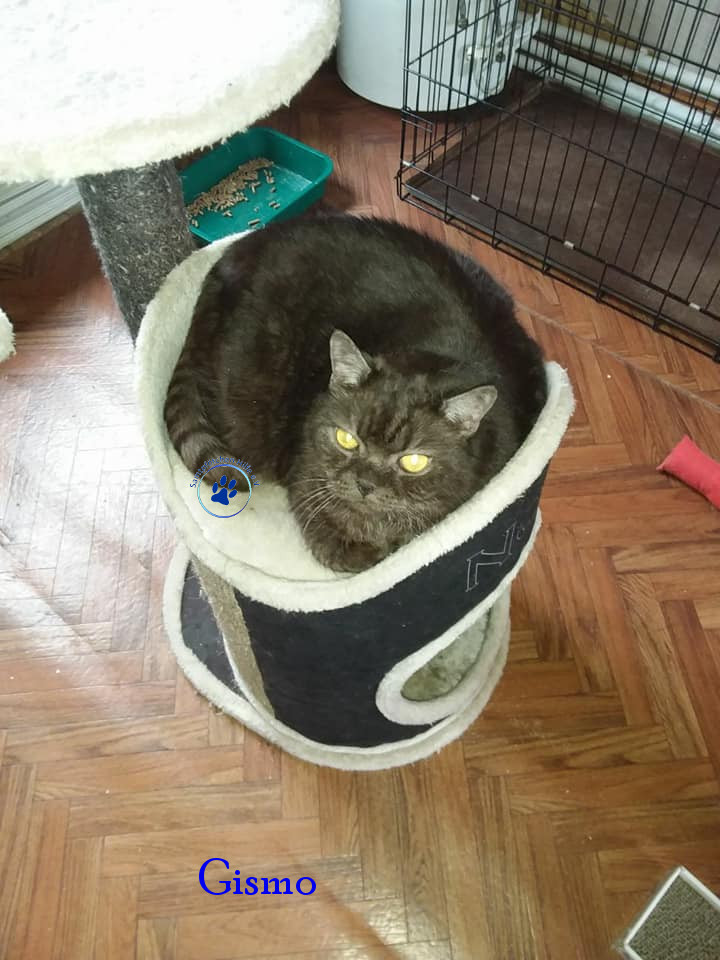 Irina/Katzen/Gismo/Gismo27mN.jpg