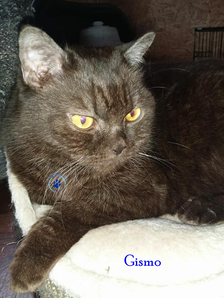 Irina/Katzen/Gismo/Gismo28mN.jpg