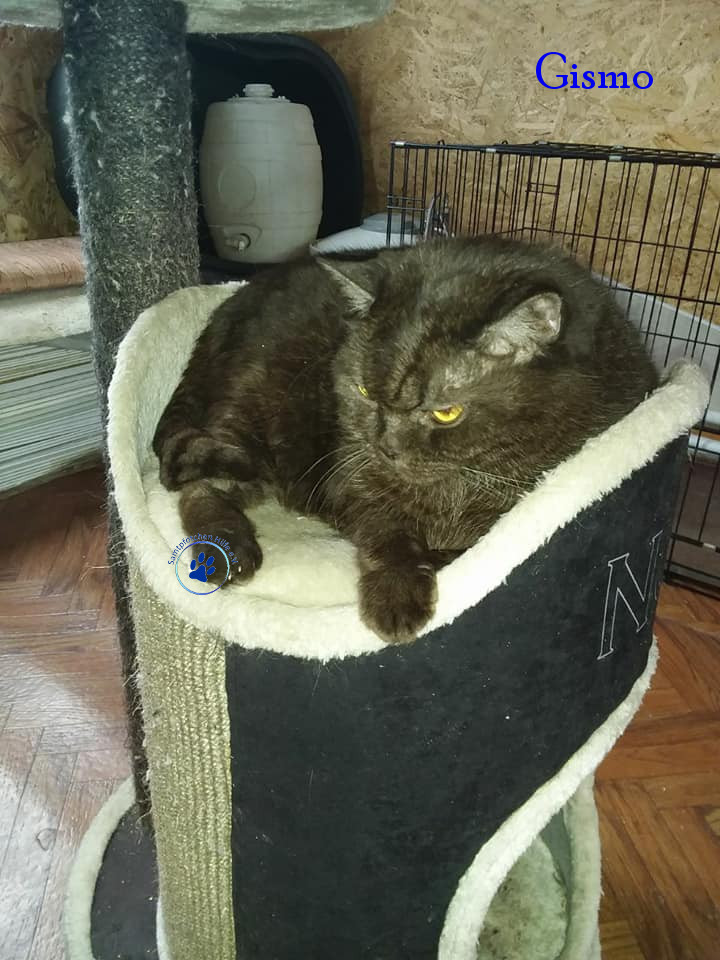 Irina/Katzen/Gismo/Gismo30mN.jpg