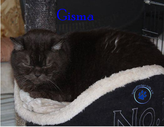 Irina/Katzen/Gismo/Gismo32mN.jpg