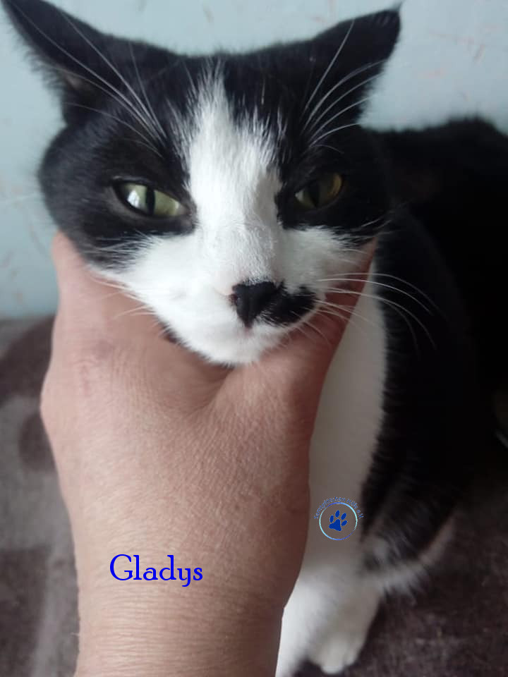 Irina/Katzen/Gladys/Gladys01mN.jpg