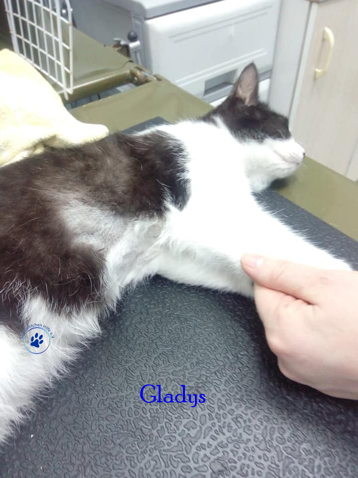 Irina/Katzen/Gladys/Gladys03mN.jpg