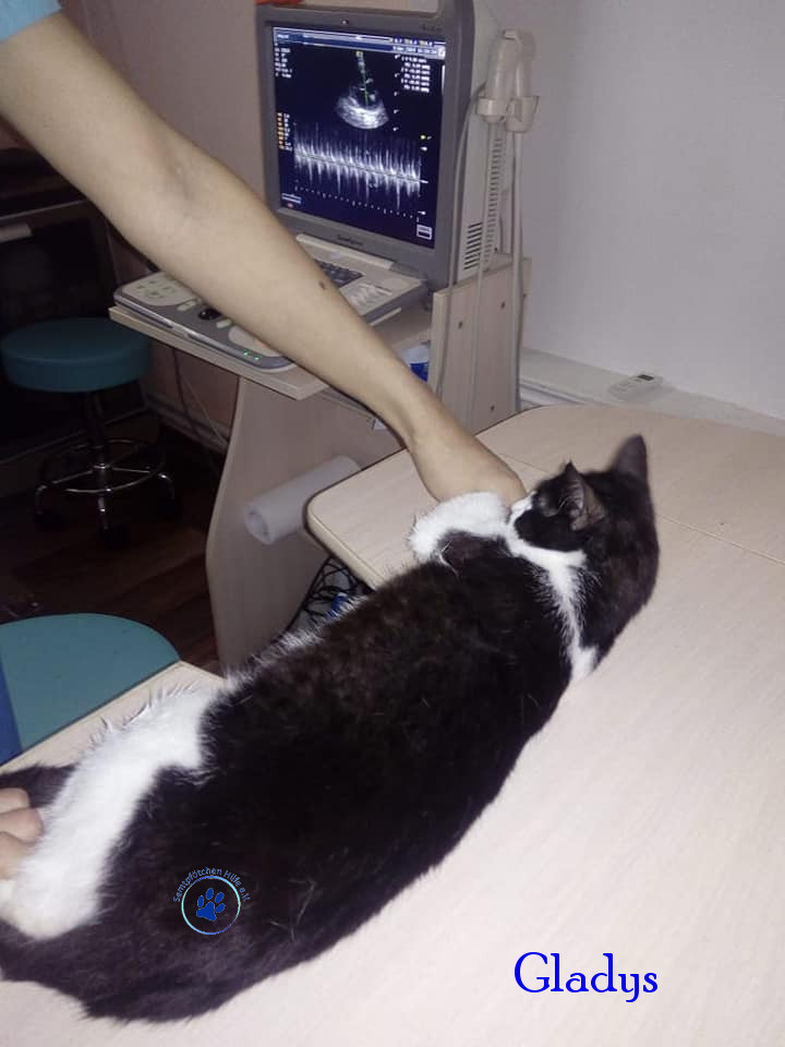 Irina/Katzen/Gladys/Gladys05mN.jpg