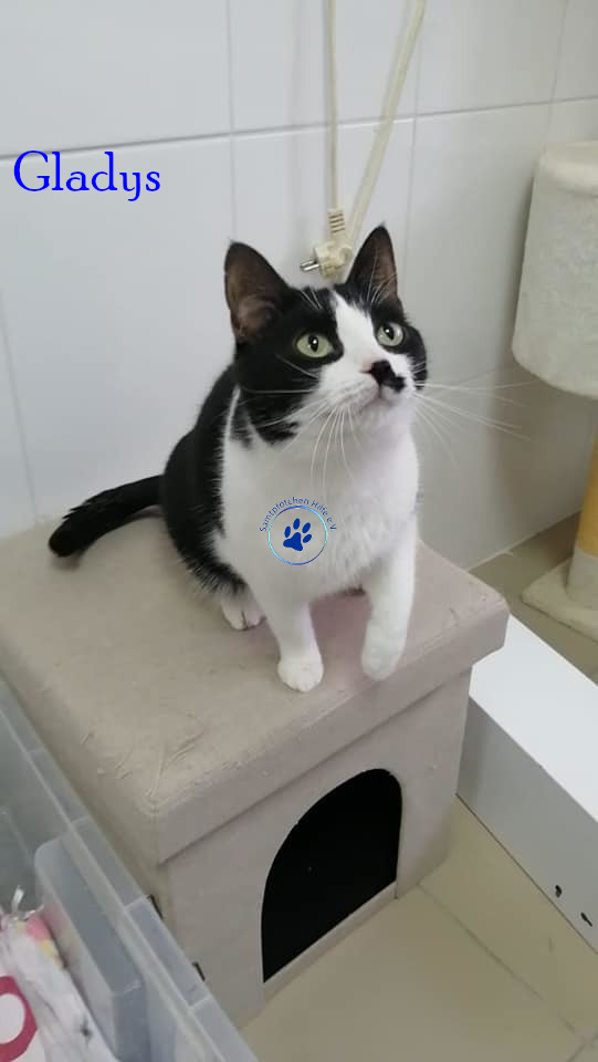Irina/Katzen/Gladys/Gladys12mN.jpg