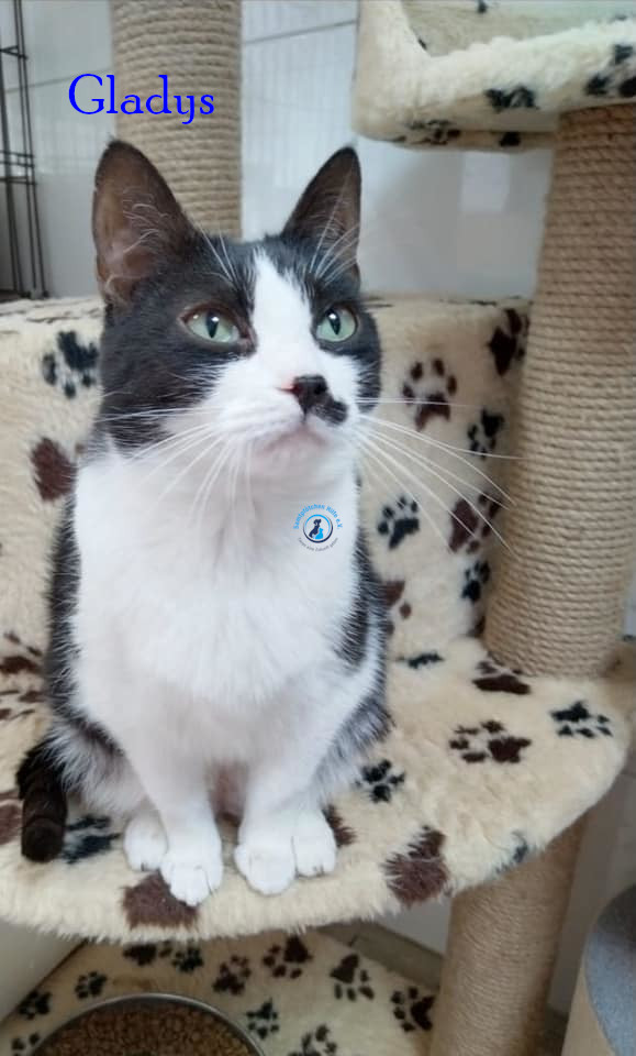 Irina/Katzen/Gladys/Gladys13.jpg
