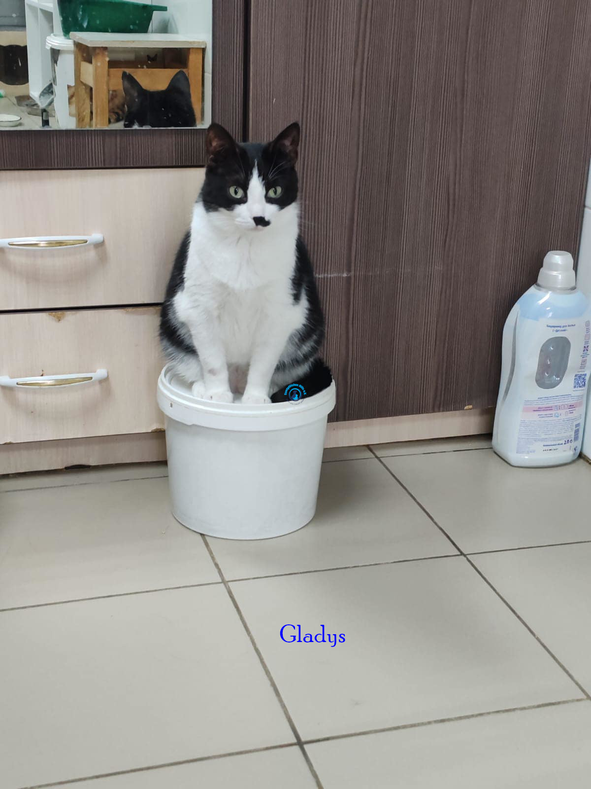 Irina/Katzen/Gladys/Gladys14.jpg