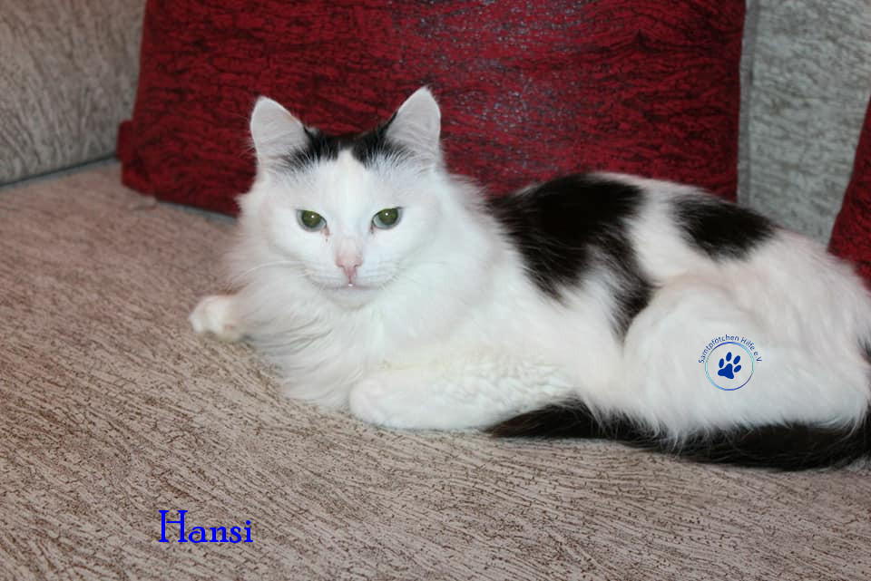 Hansi Hansi