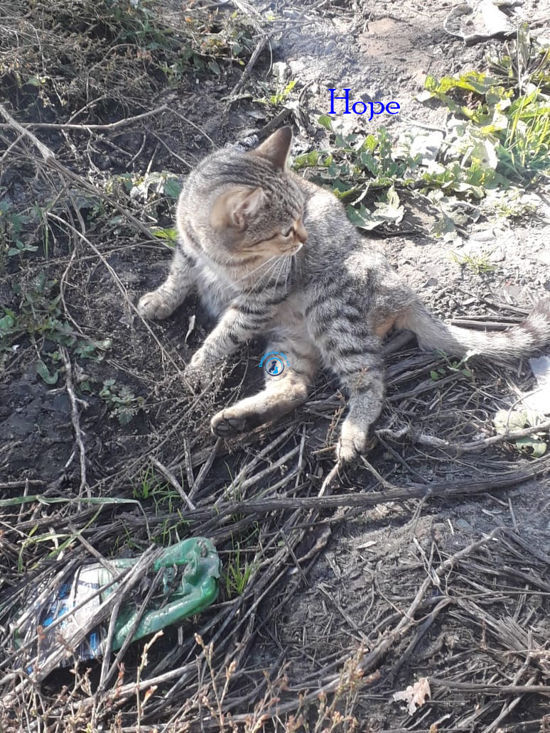 Irina/Katzen/Hope/Hope01.jpg