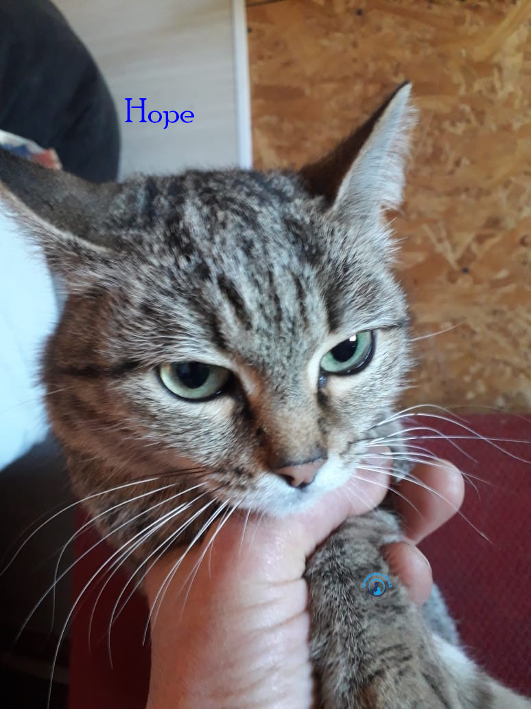 Irina/Katzen/Hope/Hope02.jpg