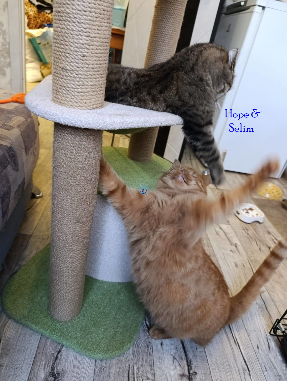 Irina/Katzen/Hope/Selim11.jpg